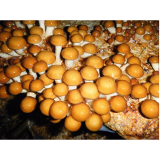 Мицелий Опенка намеко / Фолиота намеко (Pholiota nameko)